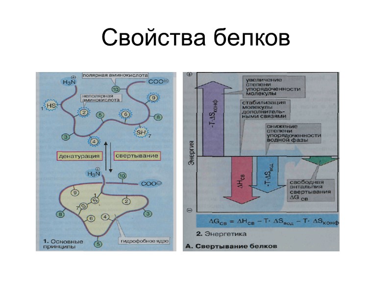 Свойства белков